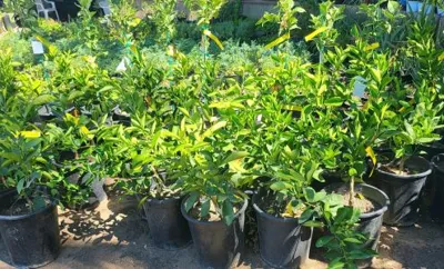Atkins Nursery Inc, business photo 1
