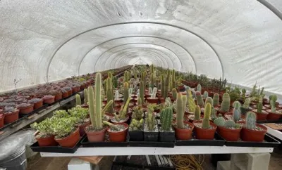 Rojas Succulents and Cacti, business photo 1