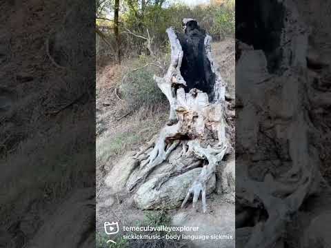 Santa Margarita River Trail in Fallbrook, CA video thumbnail